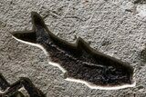 Fossil Palm and Fish Mural - Insect Predation On Palm! #380234-5